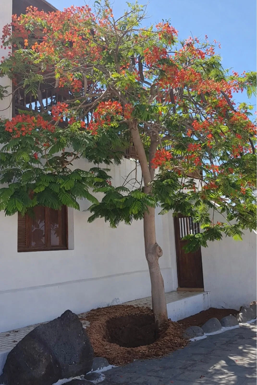 Lanzarote Bluetenbaum weisse fassade