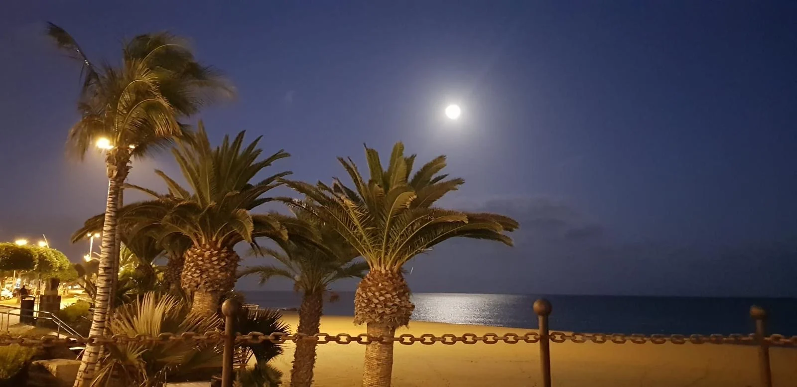 Lanzarote Palmen kueste mondschein