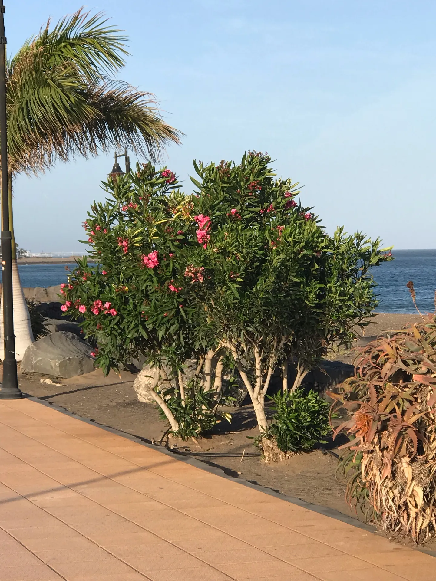 Lanzarote Puerto del carmen bluetenstrauch kuestenpromenade