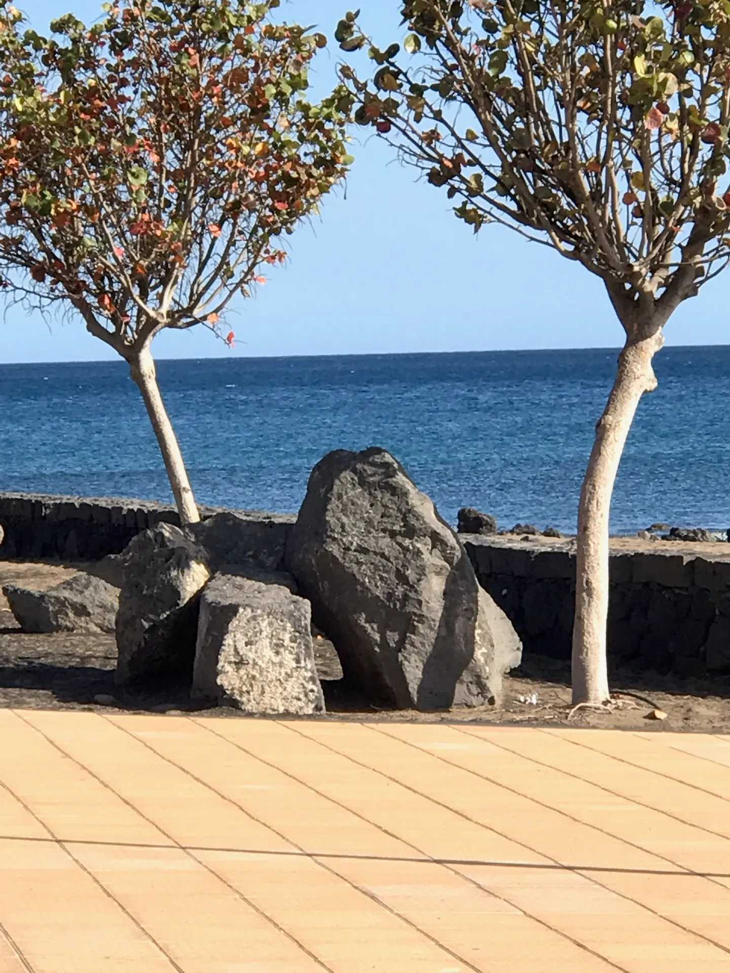 Lanzarote Puerto del carmen kuestenpromenade baeume felsen
