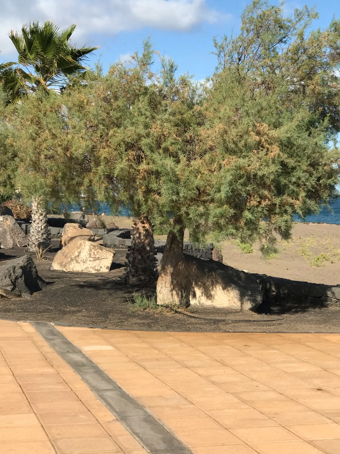 Lanzarote Puerto del carmen kuestenpromenade baeume felsen