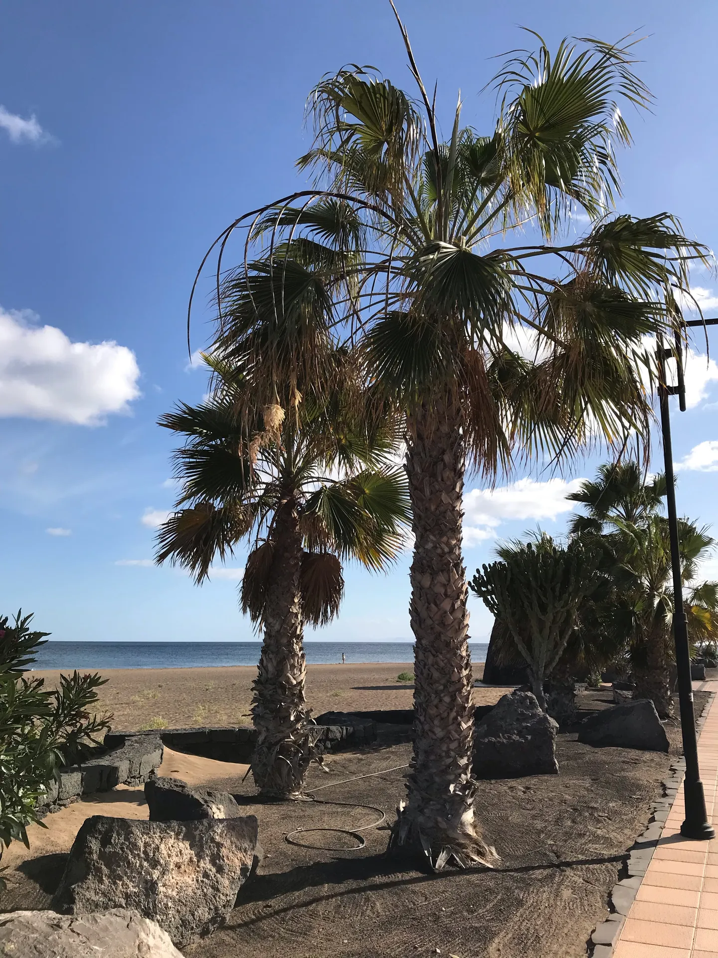 Lanzarote Puerto del carmen kuestenpromenade palmen