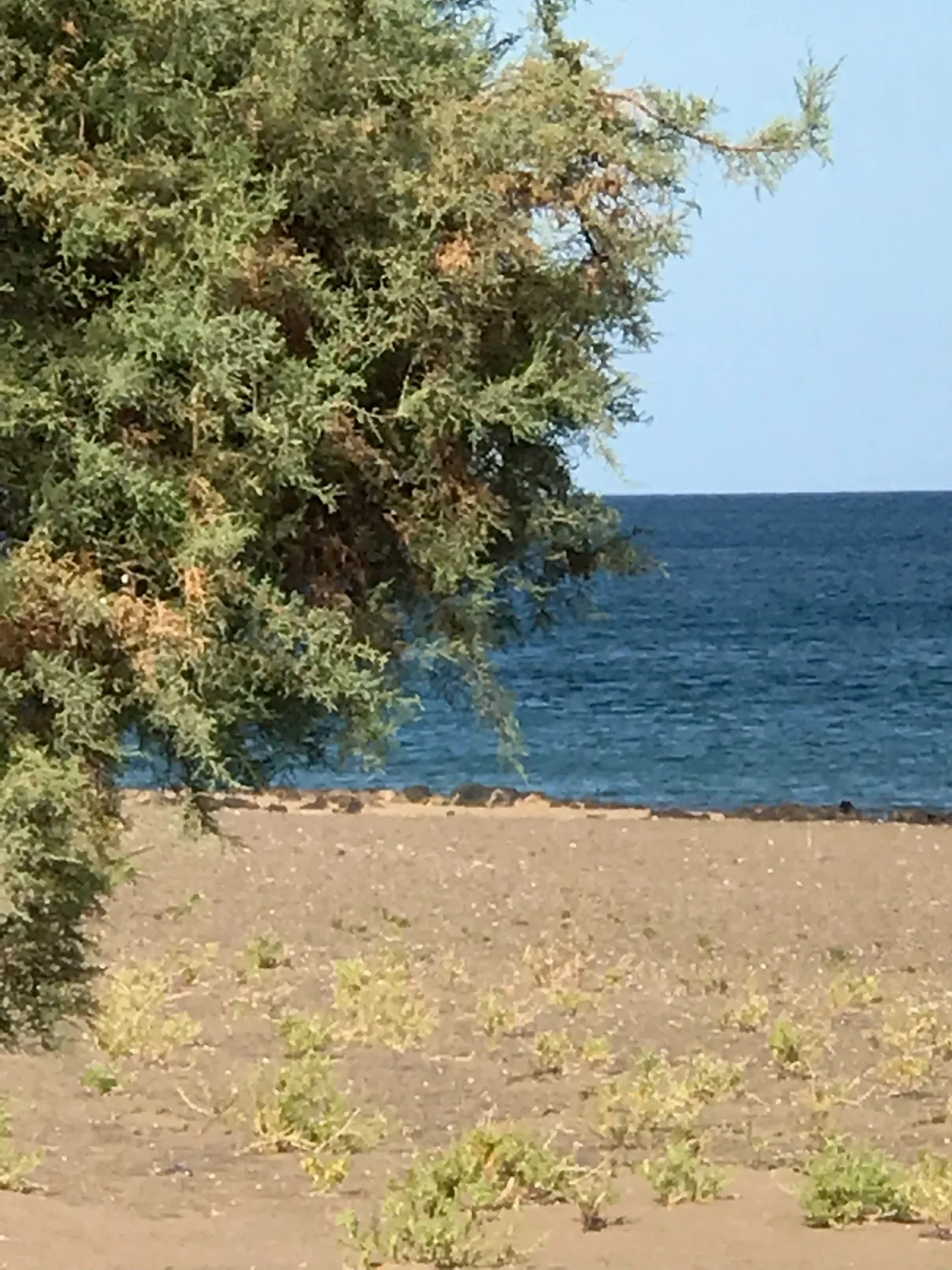 Lanzarote Puerto del carmen kuestenvegetation meerblick