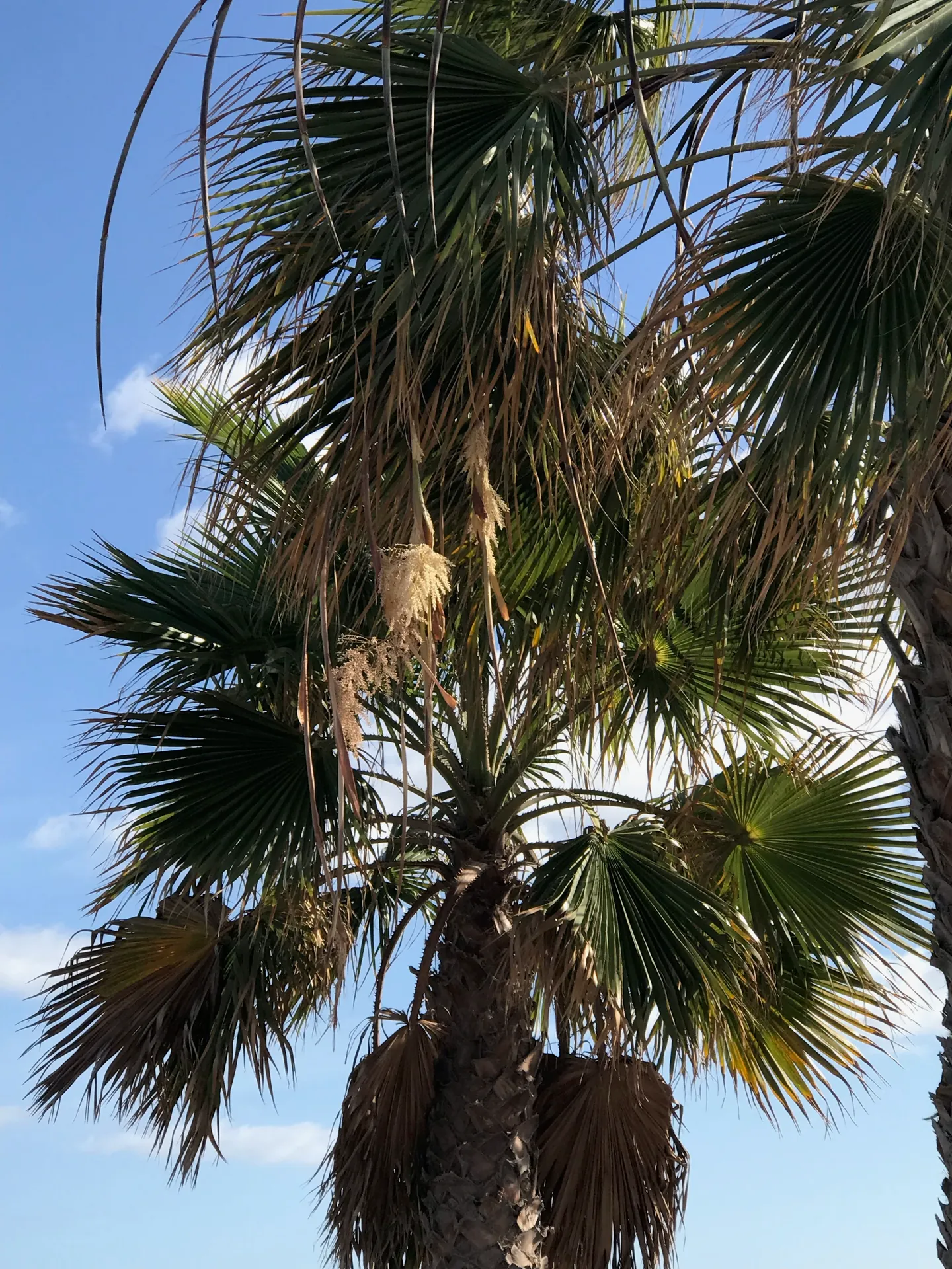 Lanzarote Puerto del carmen palme blattwerk