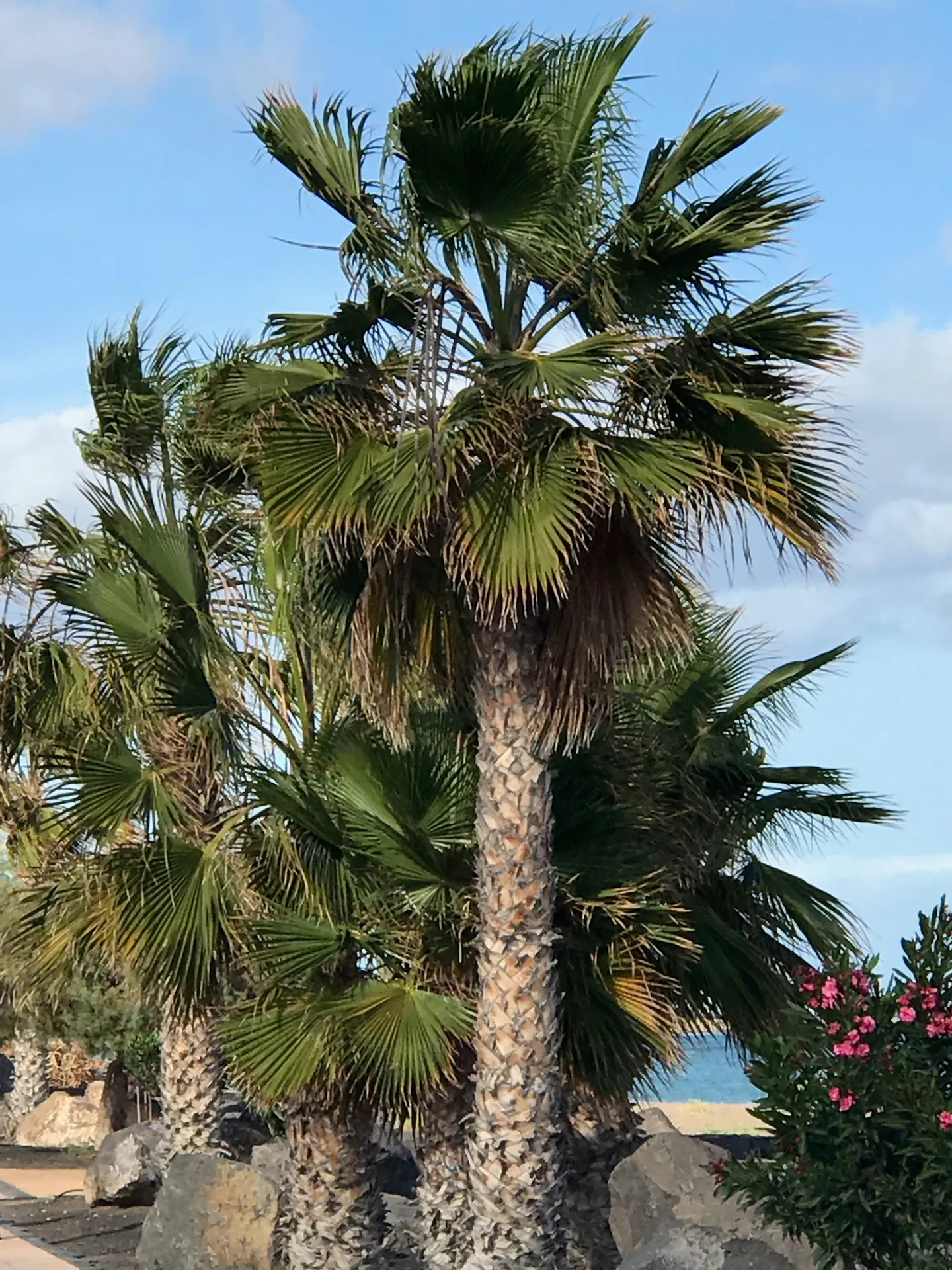 Lanzarote Puerto del carmen palmen garten