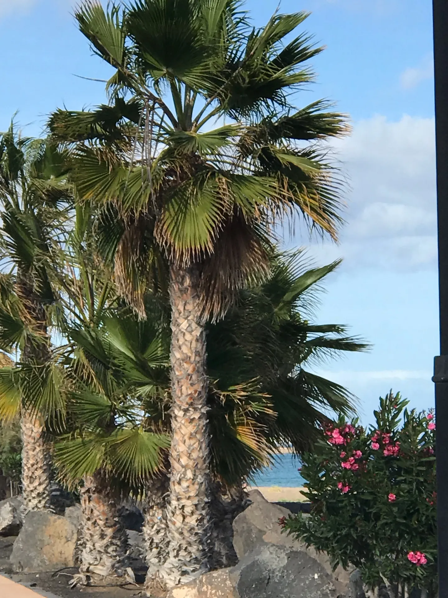 Lanzarote Puerto del carmen palmen garten