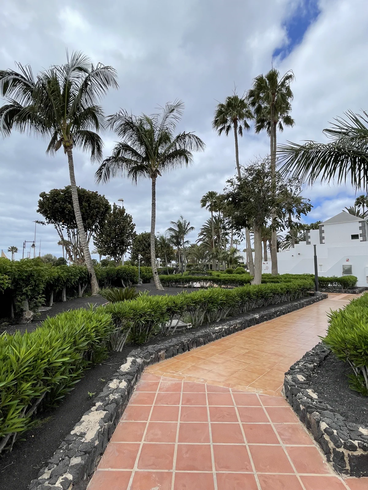 Palmenallee im Hotelgarten des Hotel Riu Paraiso Lanzarote
