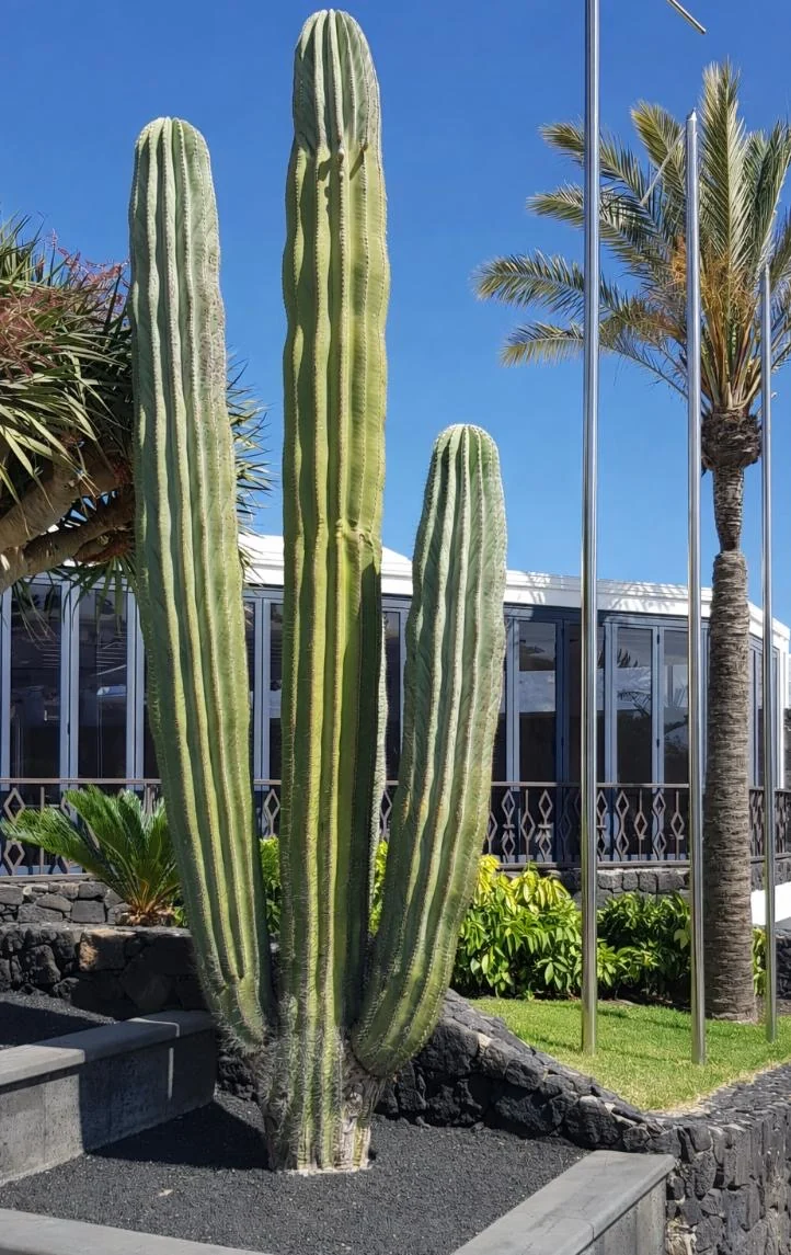 Lanzarote Saeulenkakteen garten