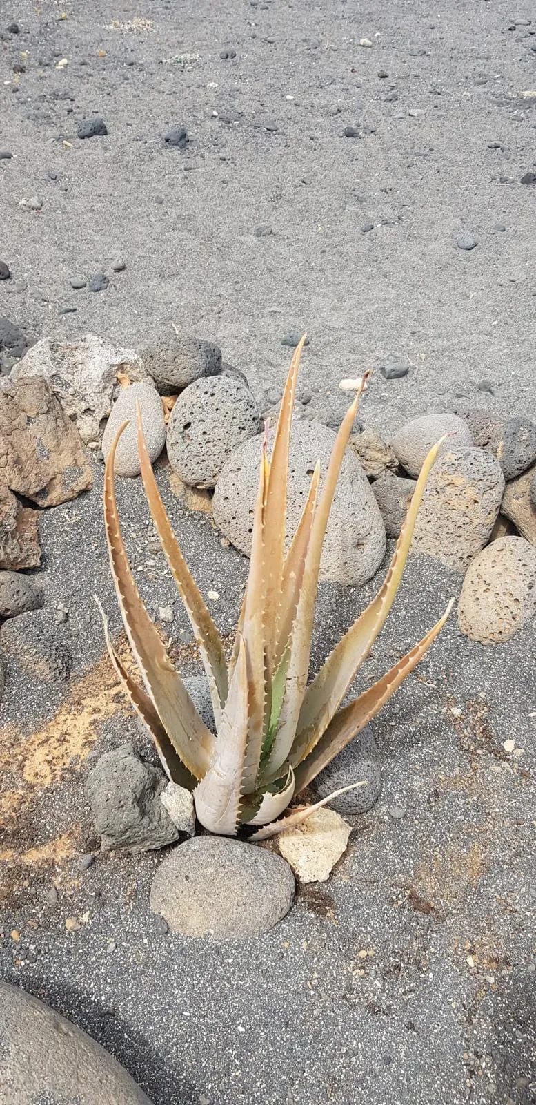 Lanzarote Sukkulente steinbeet