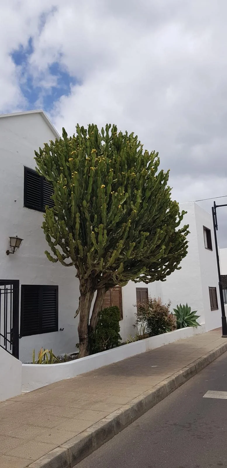 Lanzarote Weisse architektur sukkulente